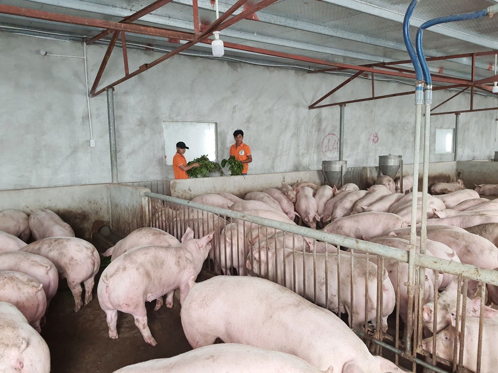 Người chăn nuôi tại Yên Bái lao đao vì giá lợn hơi xuống dốc không phanh