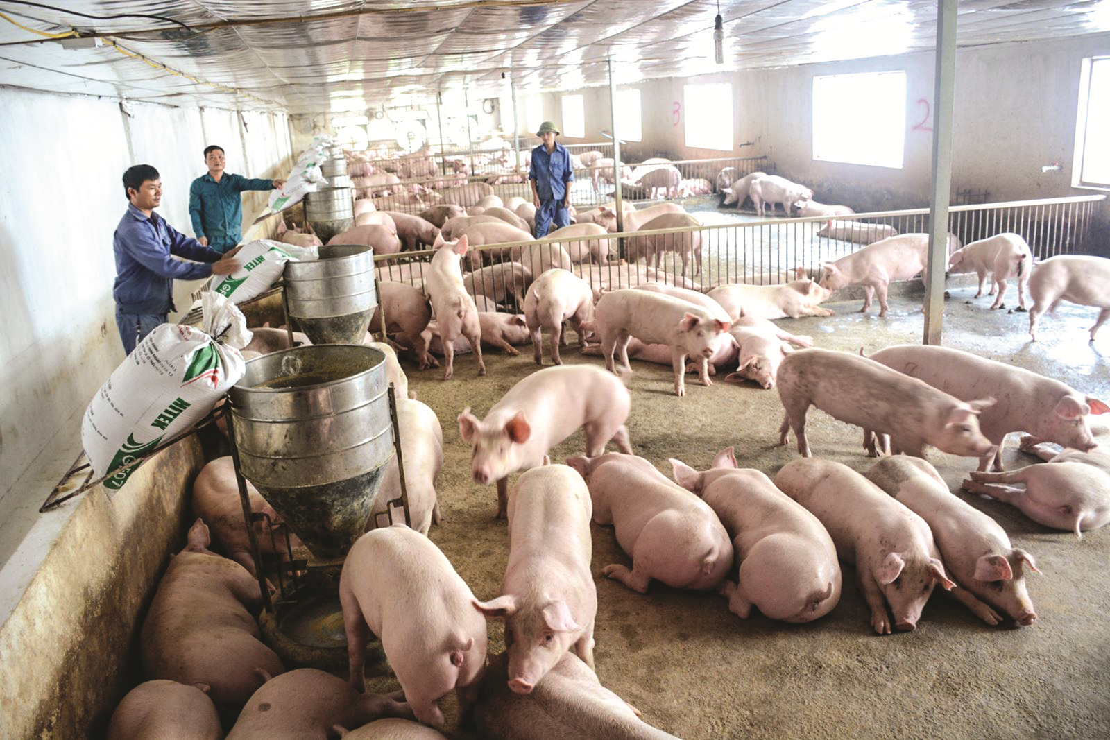 Các hộ chăn nuôi tại Yên Bái vẫn phải bán lợn dù giá lợn đang xuống