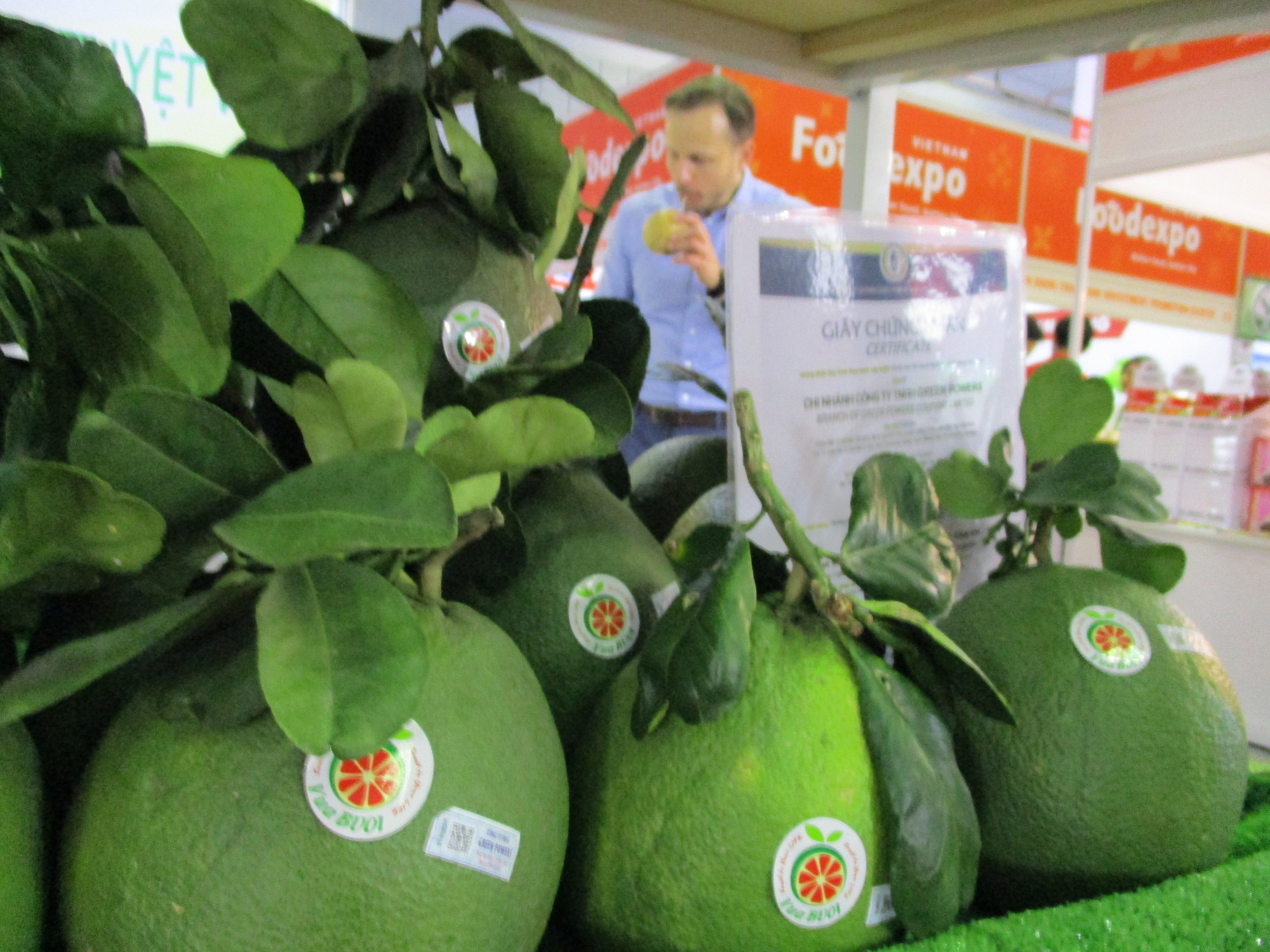 Bưởi da xanh trái cây Việt Nam được xuất khẩu sang thị trường Hà Lan