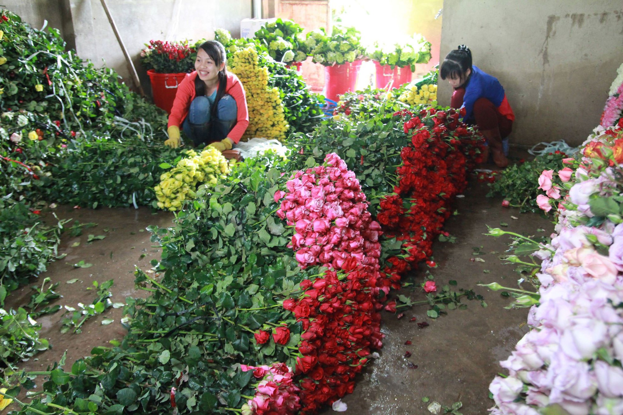100 triệu cành hoa và 130 tấn bơ, mắc ca tại Lâm Đồng cần tiêu thụ